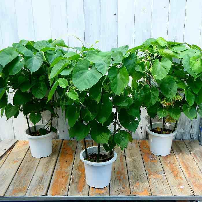 イエライシャン(夜来香）行燈仕立て心を静める不思議な香り 植物香水や食用 宅急便 イエライシャン（夜来香）6号 行燈仕立て｜草花04-PA | 草花 | 赤塚
